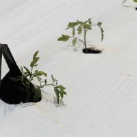 No “mulshing” a mangueira de irrigação por gotejamento fica embaixo da lona