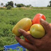José Edmilson colheu 600 caixas de Tomate e quer retormar o plantio no próximo ano