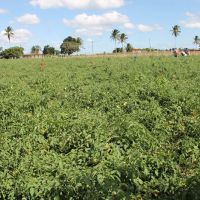 Segundo lote colhido por Gildeon Dias