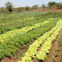 No Califórnia também se destacam as hortas orgânicas