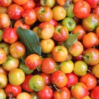 É possível produzir durante todo ano nos perímetros irrigados da Cohidro