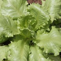 Hortaliças correspondem a maior parte da produção orgânica - Alface de João Pacheco