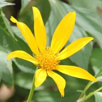 Mão de Deus na Farmácia Viva do Perímetro Piauí