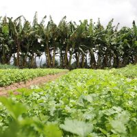 Na produção orgânica espécies diferentes produzem cooperam