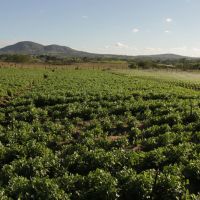 O Perímetro da Ribeira irriga 466 lotes familiares em Itabaiana