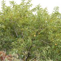 Irrigante Lindinalva Ferreira - Agora consigo irrigar com os 10 aspersores de uma vez