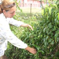 Meirinha mostra o Guaco aplicado na produção de lambedor - Foto: Ascom/Cohidro