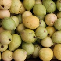 Foto Fernando Augusto (Ascom-Cohidro)