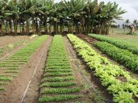 Variada gama de alimentos podem ser produzidos por meio da irrigação do Perímetro Piauí - foto Ascom-Cohidro