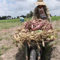 Colheita da batata-doce
