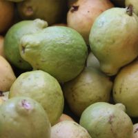 Goiaba do Perímetro Califórnia. (Foto: Ariel Carmo)