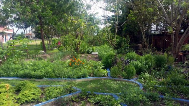 Cerca de 50 espécies de plantas compõem o jardim de plantas medicinais do Perímetro Piauí