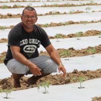 Irrigante Marcos Melo - produção de tomate na lona bem sucedida em 2014