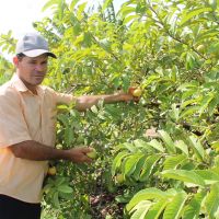 780 goiabeiras de Levi Alves, 'hoje é o que coloca comida na mesa da família'
