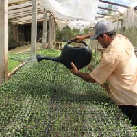 Viu na carência existente por fornecedores de mudas no Califórnia uma oportunidade e assim Sidrack investiu na produção