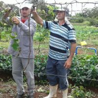 O produtor Sidrack com o técnico Guy, da Embrapa, fazendo a poda das videiras - foto Andrea Santtos(Califórnia-Cohidro)