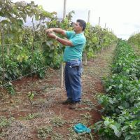 O técnico Roberto Ramos da Cohidro na poda do parreiral, onde o produtor aproveitou o espaço entre linhas para cultivar o pimentão - foto Andrea Santtos(Califórnia-Cohidro)