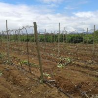 Poda das videiras consiste em deixar somente caules e galhos das plantas - foto Andrea Santtos(Califórnia-Cohidro)