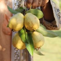 Goiaba hoje é o segundo produto mais colhido no Perímetro Califórnia (Foto Ascom/Cohidro)