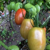 Variada produção orgânica cultivada no Perímetro Irrigado Piauí - foto Jonathas Bruno (Gedea-Cohidro)