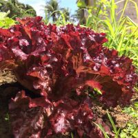 Variada produção orgânica cultivada no Perímetro Irrigado Piauí - foto Jonathas Bruno (Gedea-Cohidro)