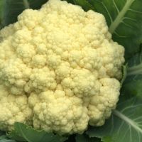 Variada produção orgânica cultivada no Perímetro Irrigado Piauí - foto Jonathas Bruno (Gedea-Cohidro)