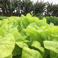 Variada produção orgânica cultivada no Perímetro Irrigado Piauí - foto Jonathas Bruno (Gedea-Cohidro)