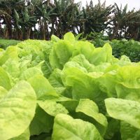Variada produção orgânica cultivada no Perímetro Irrigado Piauí - foto Jonathas Bruno (Gedea-Cohidro)
