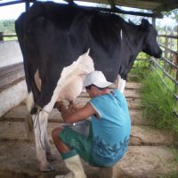 A produção de elite e a principal atividade do Jabiberi