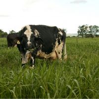 Vacas de leite tem fartura de pasto no sistema rotacionado do Balde Cheio
