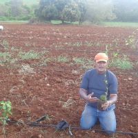 Beto participa do plantio das mudas frutíferas com o papel de orientar os produtores e estagiários do Perímetro Califórnia – Foto acervo Califórnia/Cohidro