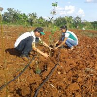O plantio envolveu a participação dos técnicos da Embrapa e Cohidro, além dos estudantes do curso técnico em Agropecuária do Centro Estadual de Educação Profissional Dom José Brandão de Castro, estagiando no Perímetro Irrigado Califórnia – Foto acervo Califórnia/Cohidro