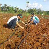 O plantio envolveu a participação dos técnicos da Embrapa e Cohidro, além dos estudantes do curso técnico em Agropecuária do Centro Estadual de Educação Profissional Dom José Brandão de Castro, estagiando no Perímetro Irrigado Califórnia – Foto acervo Califórnia/Cohidro