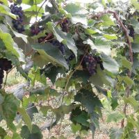 As videiras, plantadas nos dois campos experimentais no Califórnia em dezembro passado, evoluíram satisfatoriamente e atualmente desenvolvem cachos de uvas que estarão prontos para colheita já no dezembro próximo, primeira colheita comercial das uvas. Antes, estes parreirais já tinham produziram frutos, mas em escala irregular e, por recomendação técnica, descartados – Foto acervo Califórnia/Cohidro