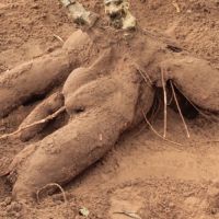 Foto: Fernando Augusto