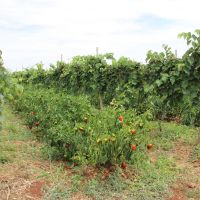 Antes da uva, Sidrack passou 8 meses colhendo o pimentão que plantou entra as videiras - Foto: Fernando Augusto (Ascom/Cohidro)