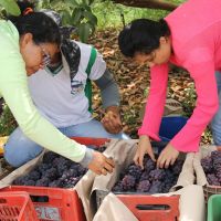 Coleta da uva exige uma embalagem especial para proteger os frutos - Foto: Fernando Augusto (Ascom/Cohidro)