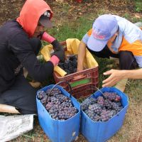 Colheita ocorre somente com os cachos 100% maduros - Foto: Fernando Augusto (Ascom/Cohidro)