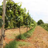 Por conta de testar métodos diferentes, parreiral de José Leidison tinha fertirrigação suspensa e não teve plantio consorciado entre as parreiras - Foto: Fernando Augusto (Ascom/Cohidro)