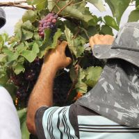 Sidrack explica aos estagiários que se deve eliminar os frutos machucados, pois estragam e pode danificar resto do cacho - Foto: Fernando Augusto (Ascom/Cohidro)
