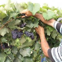 Sidrack mostra orgulhoso sua produção de uvas Isabel - Foto: Fernando Augusto (Ascom/Cohidro)