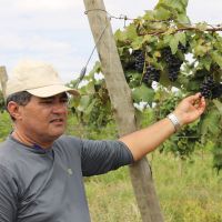 Técnico Beto e a variedade violeta - Foto: Fernando Augusto (Ascom/Cohidro)