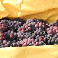 Foto Fernando Augusto