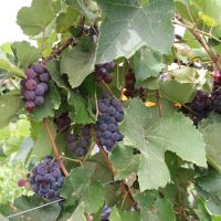 Variedade Isabel são bastante doces, o que permite fazer vinhos - Foto: Fernando Augusto (Ascom/Cohidro)