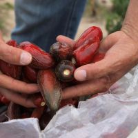 A pimenta jalapeño também tem produção para indústria de molhos - foto: Felipe Coringa (Ascom /Cohidro)