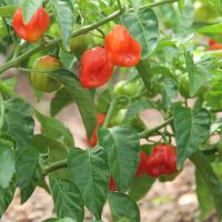 Habanero tem uso em molhos e oferece alto índice de picância - foto: Fernando Augusto (Ascom/Cohidro)