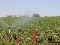 Irrigação pública fornecida pela Cohidro contribui com a produção agrícola de Sergipe durante todo ano