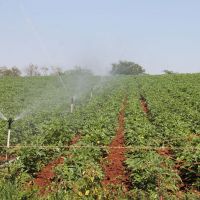 Irrigação pública fornecida pela Cohidro contribui com a produção agrícola de Sergipe durante todo ano