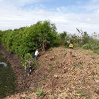 Limpeza também retira vegetação que nasce ao redor do reservatório e deposita folhas na água, pondo em risco o sistema de bombeamento - Foto Andrea Santos (Califórnia-Cohidro)