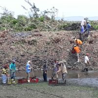 Material retirado consiste principalmente em algas, plantas aquáticas e folhas - Foto Andrea Santos (Califórnia-Cohidro)